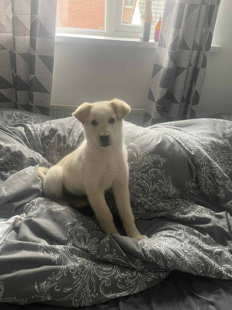 Swiss shepherd x husky boy 10 weeks old