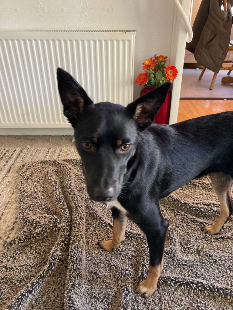 Rehome 