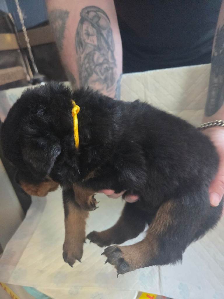 Stunning rottweiler puppies ONE MALE LEFT 
