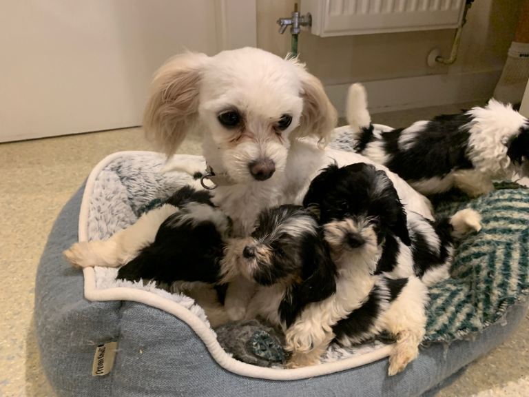 Korean Maltipoo puppies 