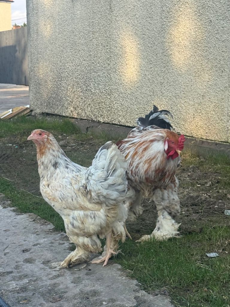Chicken