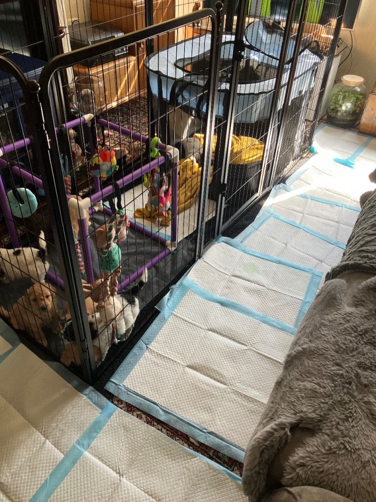 Large 8 piece dog pen 