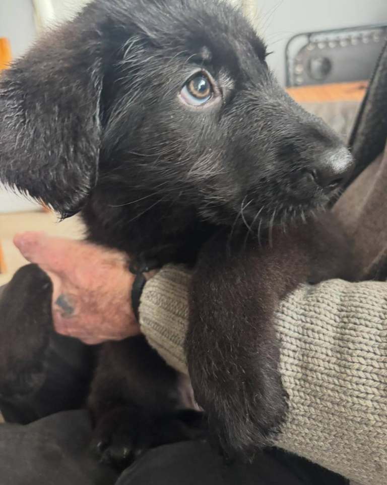 Intelligent & Loyal Shepadoodle Puppies