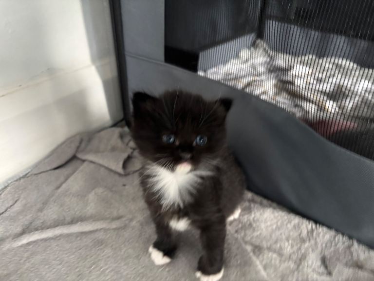 Ragdoll cross Russian blue