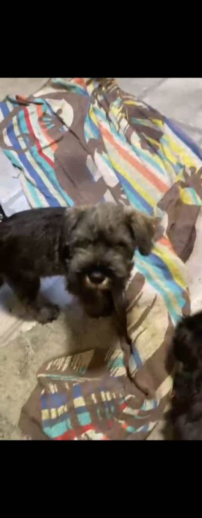 Miniture schnauzer pups 5 boys 