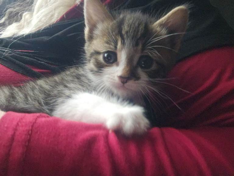 British shorthair tabby kittens