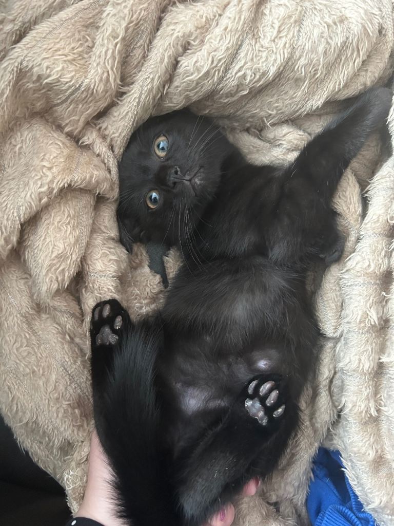 Kittens ( mother are mix with Maine coon )   