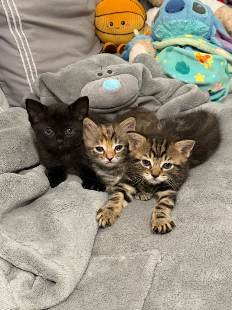 Kittens 