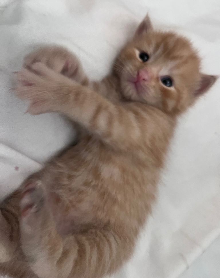 Mixed kittens 