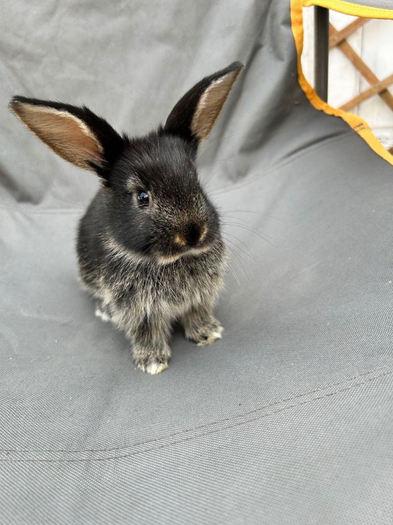 Holland mini lops 4 Left 