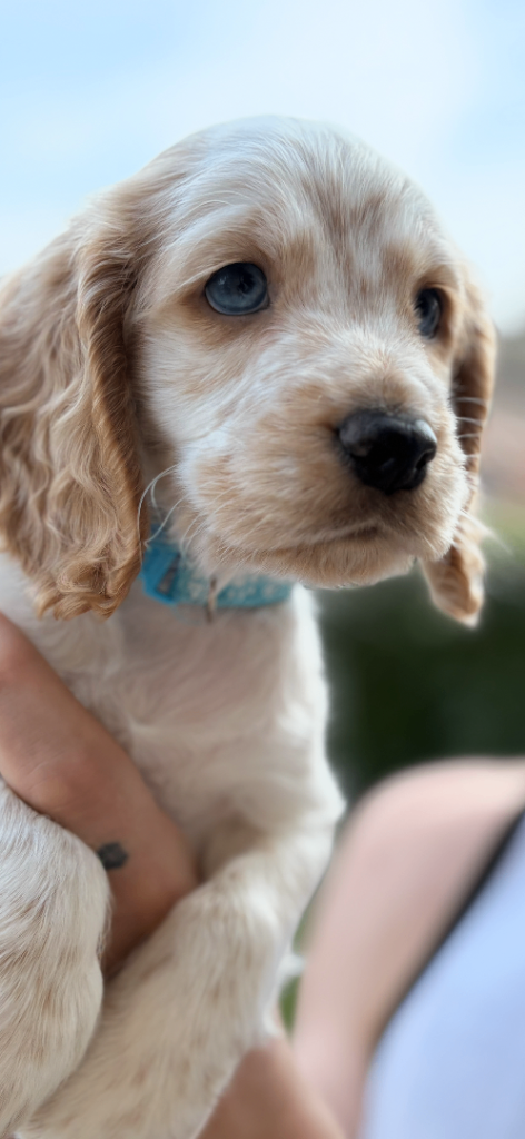 Pedigree club registered cocker spaniels