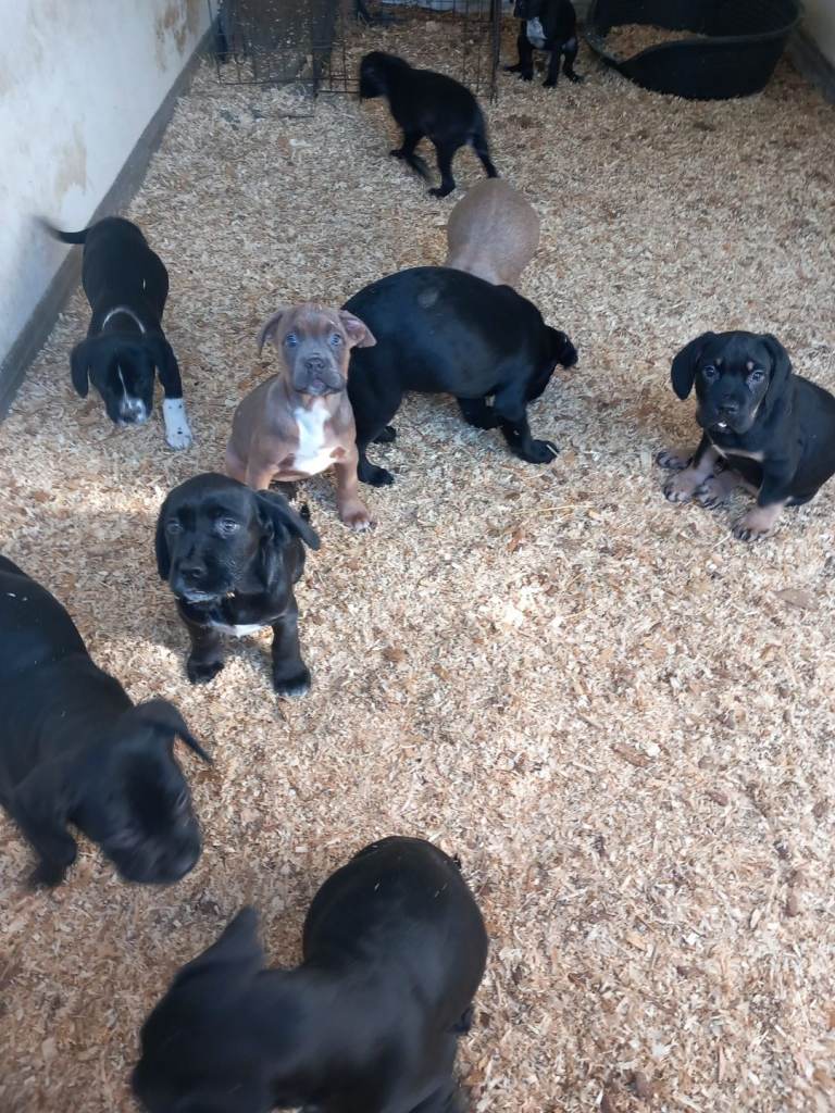 Ridgeback x Mastiff  Puppies