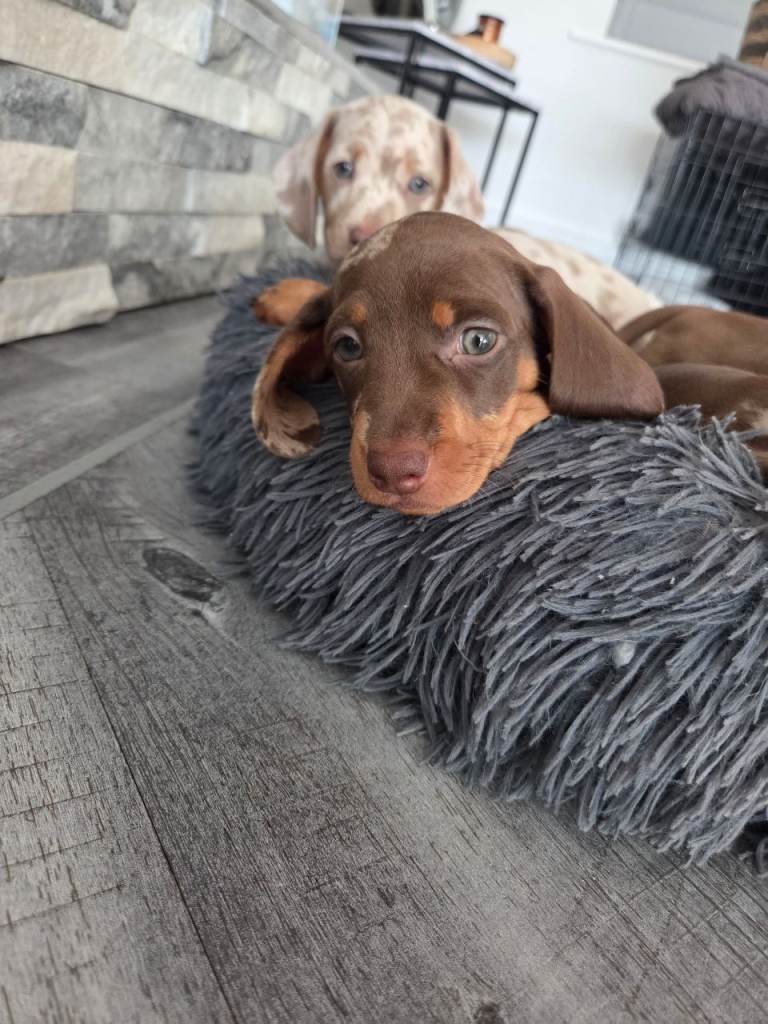 Looking for Forever Home