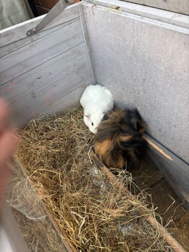 2 baby male guinea pigs with hutch