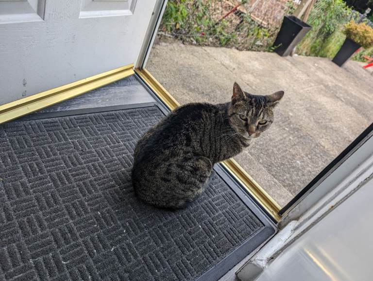 Cat needs to be rehomed