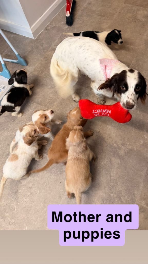 Cocker spaniel puppies