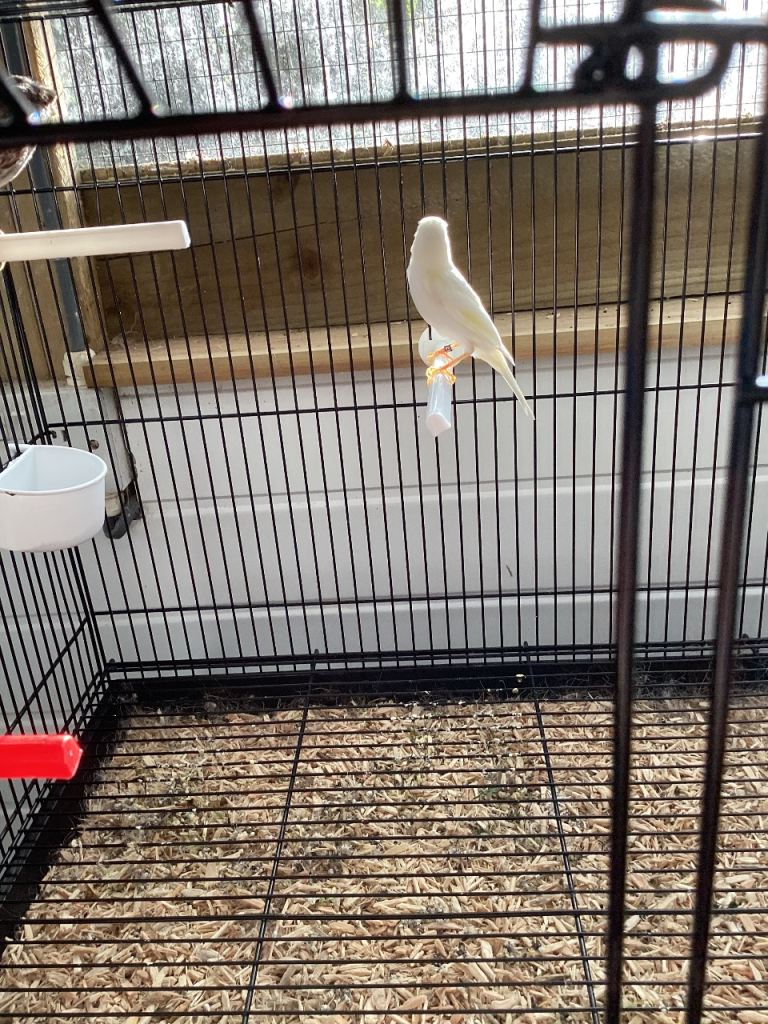 Irish male Canary