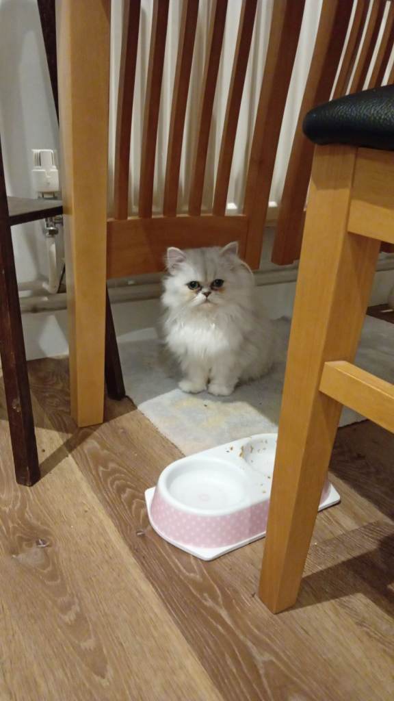 Persian cat/kitten