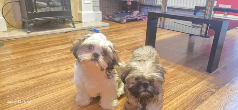 Shih tzu puppy 