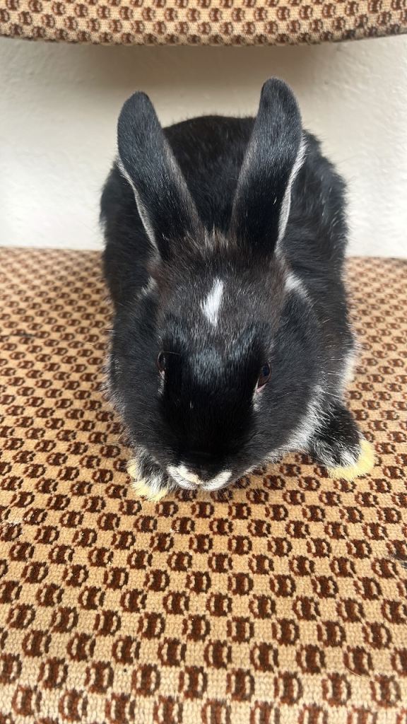 beautiful baby rabbits for sale £40 each