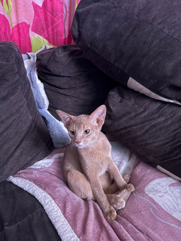 Fawn boy kitten, ready for a loving home 