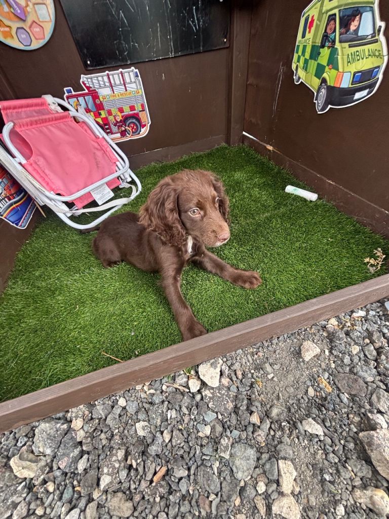Cocker spaniel puppy 