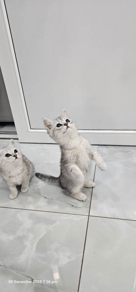 kittens 2 lovely girl available for new house 