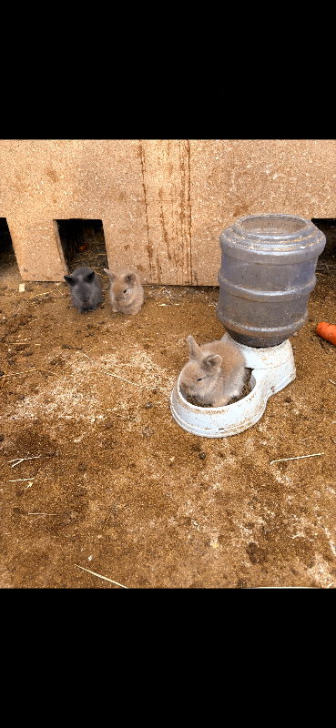 Baby rabbits for sale 