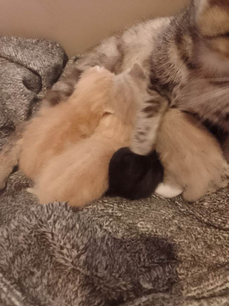 X4 kittens for sale