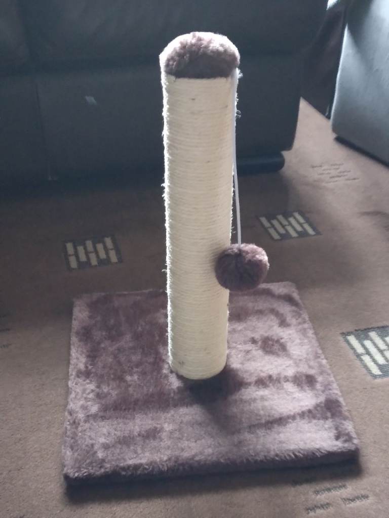 Kitten scratching post