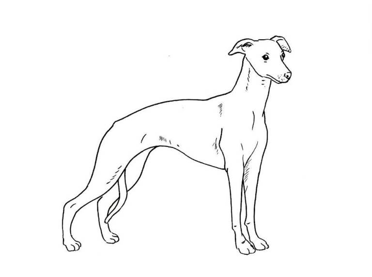 Whippet looking for his forever home