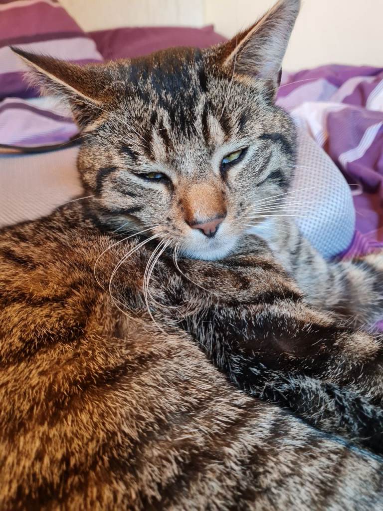 Outdoor tabby cat 7 years old