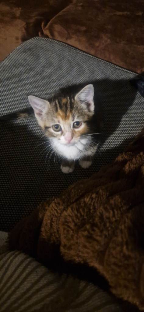 Adorable Kitten Looking for Forever home Home