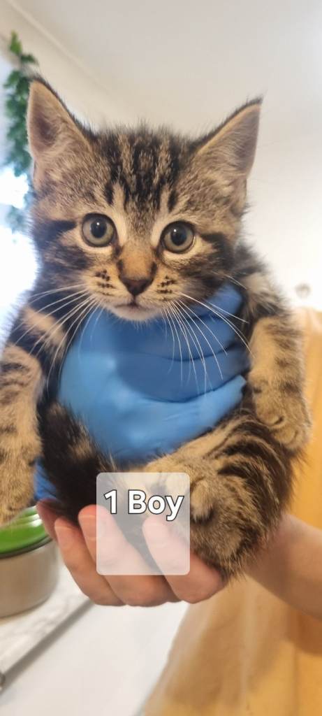 8 weeks old mixed breed kittens looking for a forever home