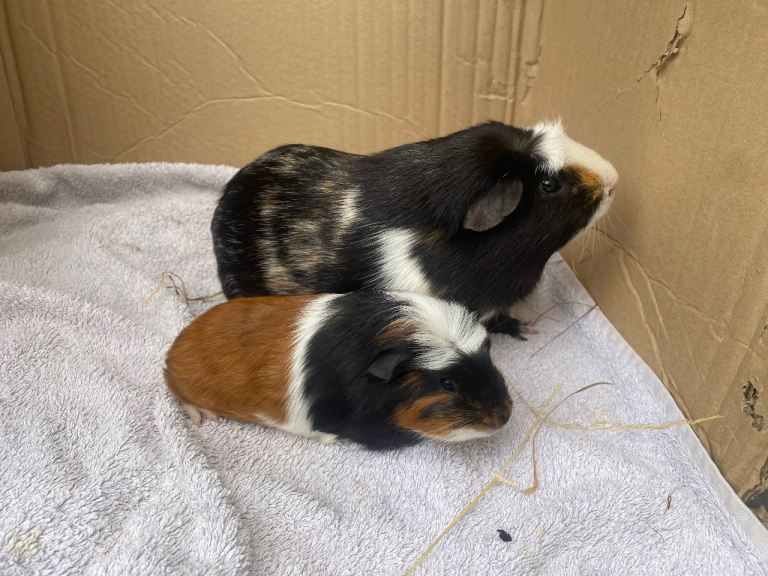 Young male Guinea pigs 