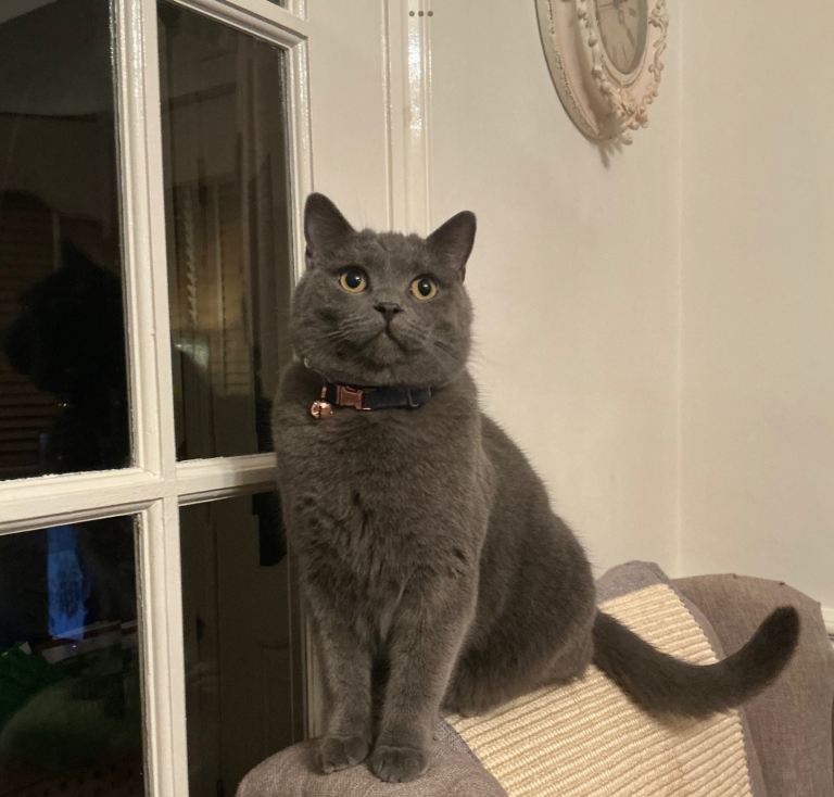  British Shorthair (Blue/Grey) – 1 Year Old – Loving Home Wanted
