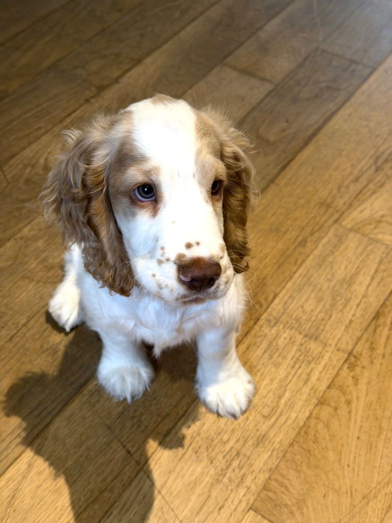 Beautiful Male Cocker Spaniel – Lemon Roan – Loving & Well Trained