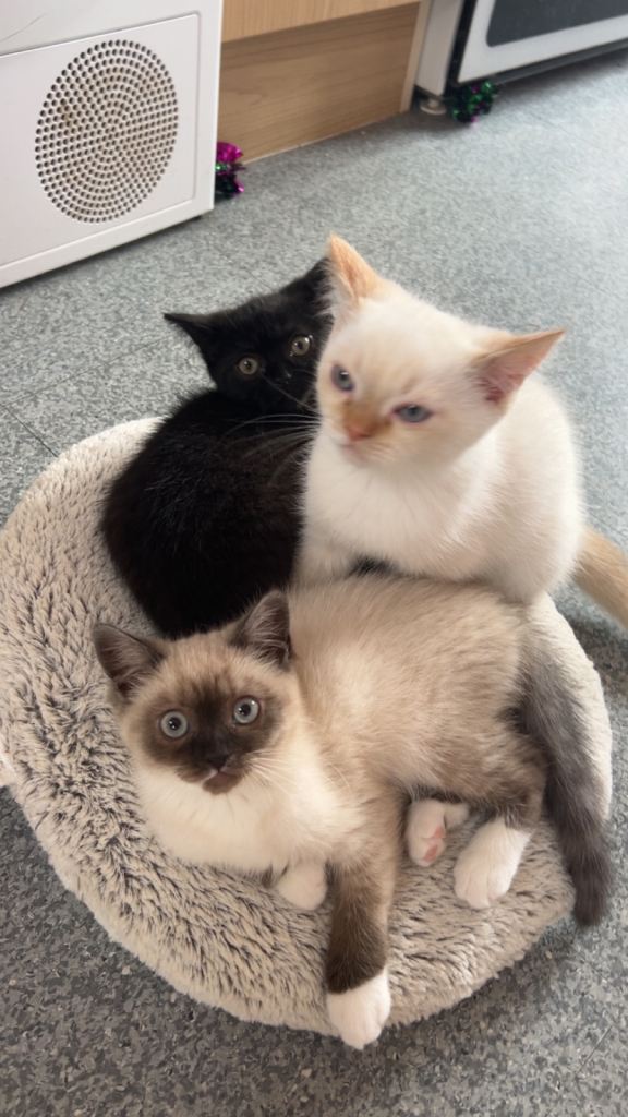 Ready To Leave Himalayan  X Chinchilla Persian Kittens 