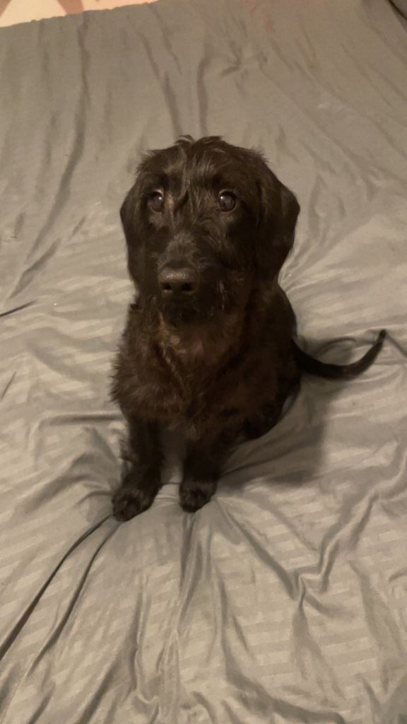 Puppy 