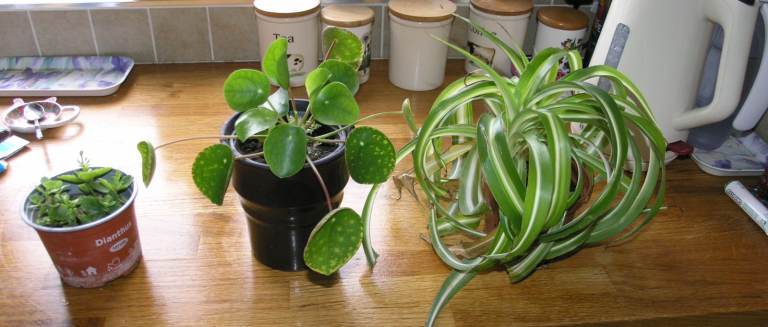 3 House Plants Incl Chinese Money Plant  With Coin Like Leaves And Flaming Katy Only £5 Lot Weymouth
