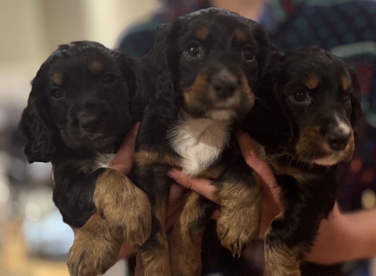 Beautiful cocker spaniel boys . 