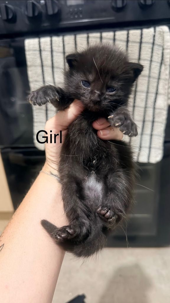 1 beautiful kitten