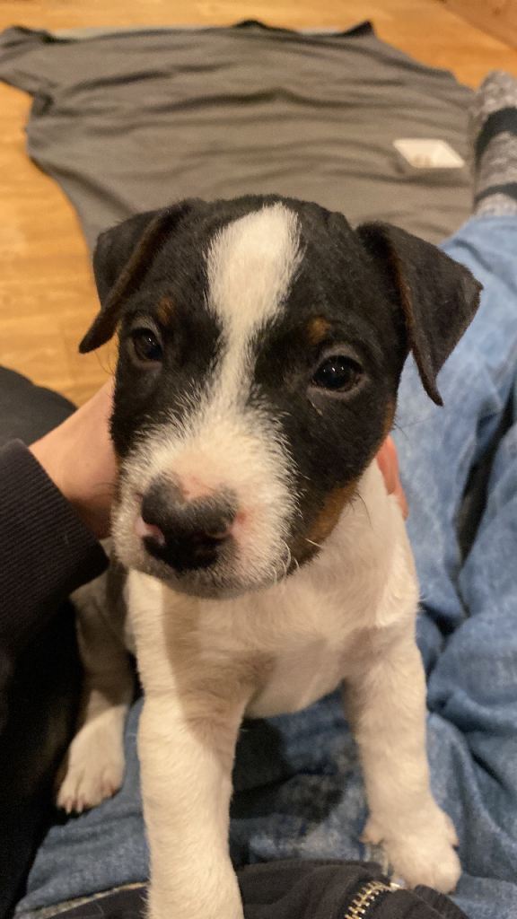 Jack russell dog pup 