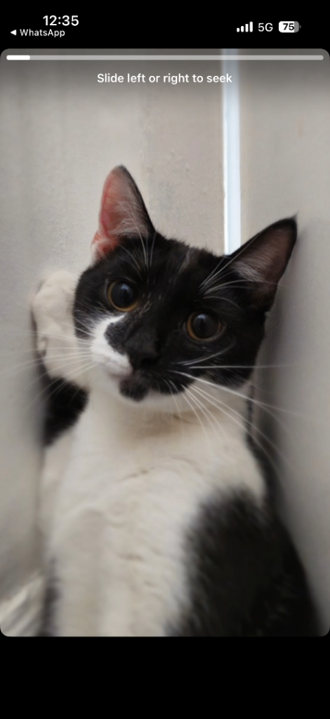 Lovely British shorthair 