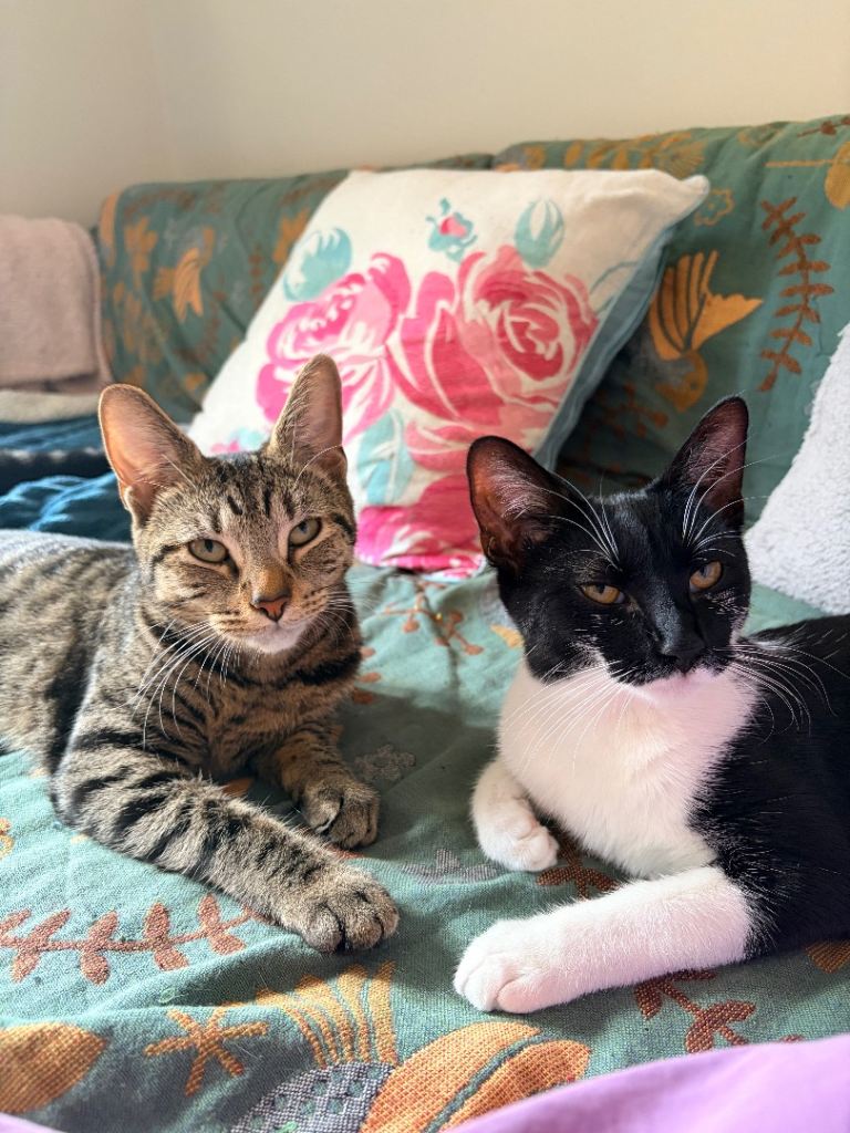 Bonded pair of two lovely kittens looking for foster parents