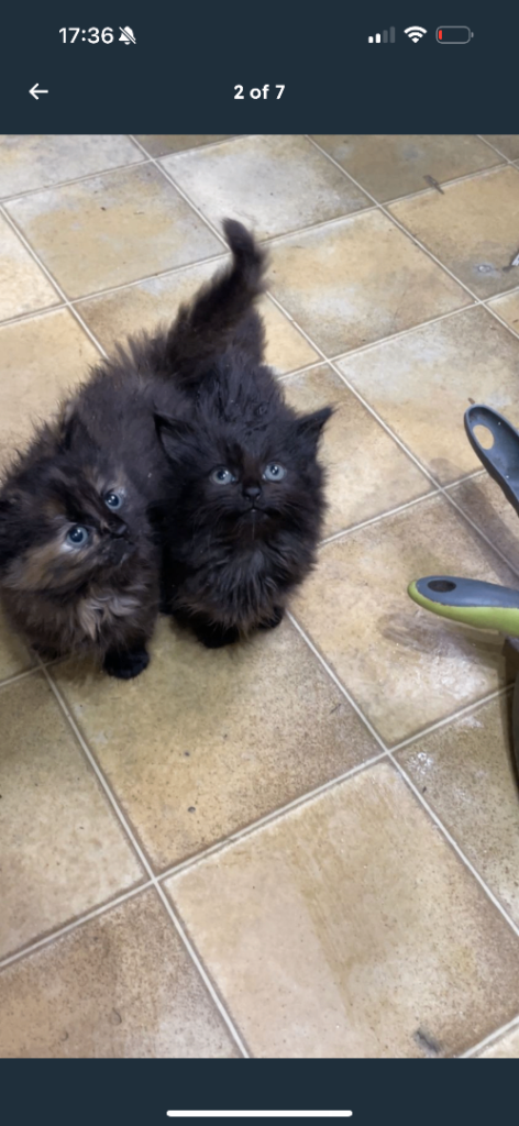 Tabby kittens