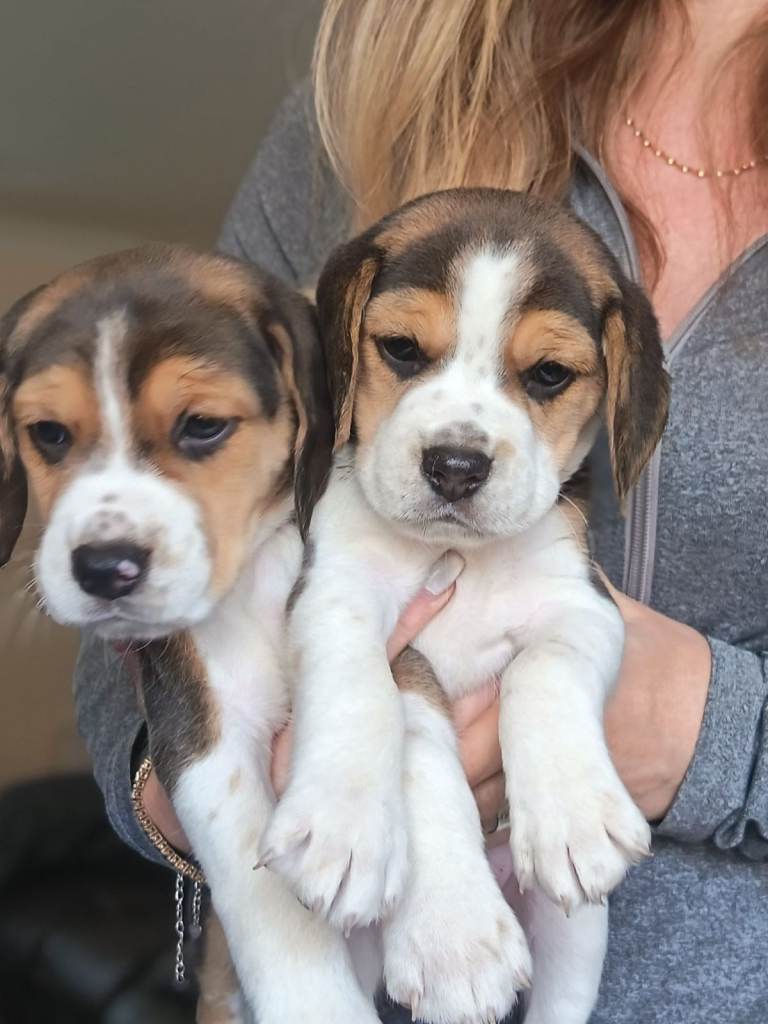 Beagle Puppy 