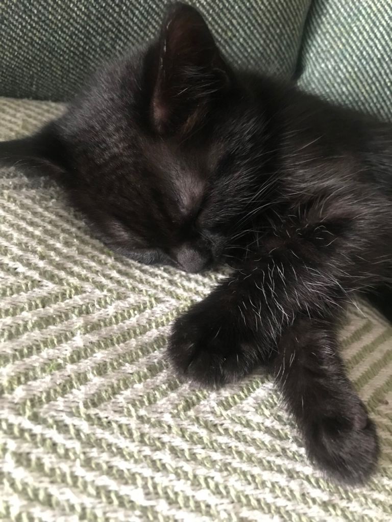 Kittens 