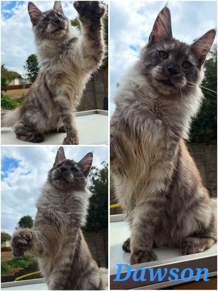 Maine Coon kitten Pedigree Registered 