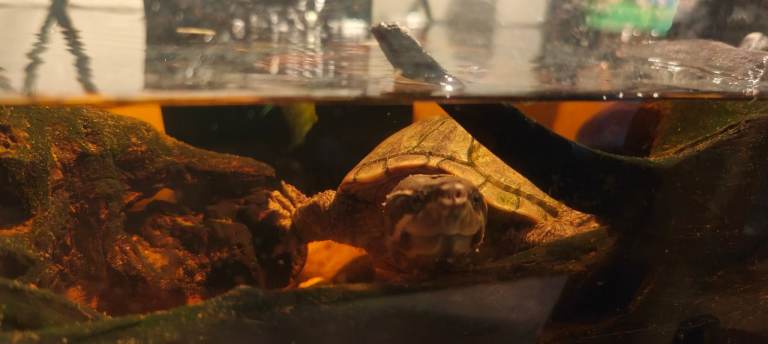 musk turtle